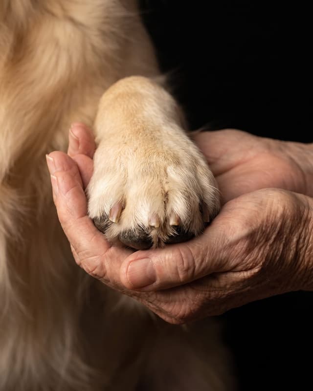 Hands and paws